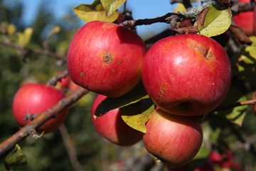 Reife rote Äpfel am Baum